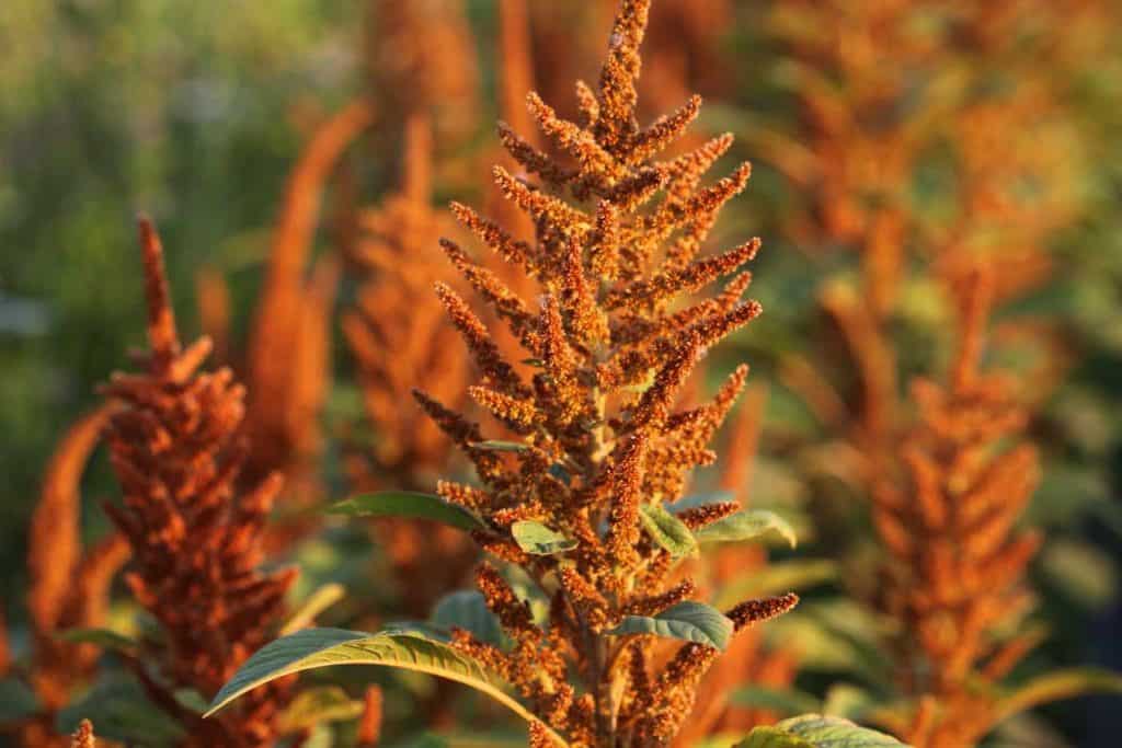 orange coloured Hot Biscuits Amaranth