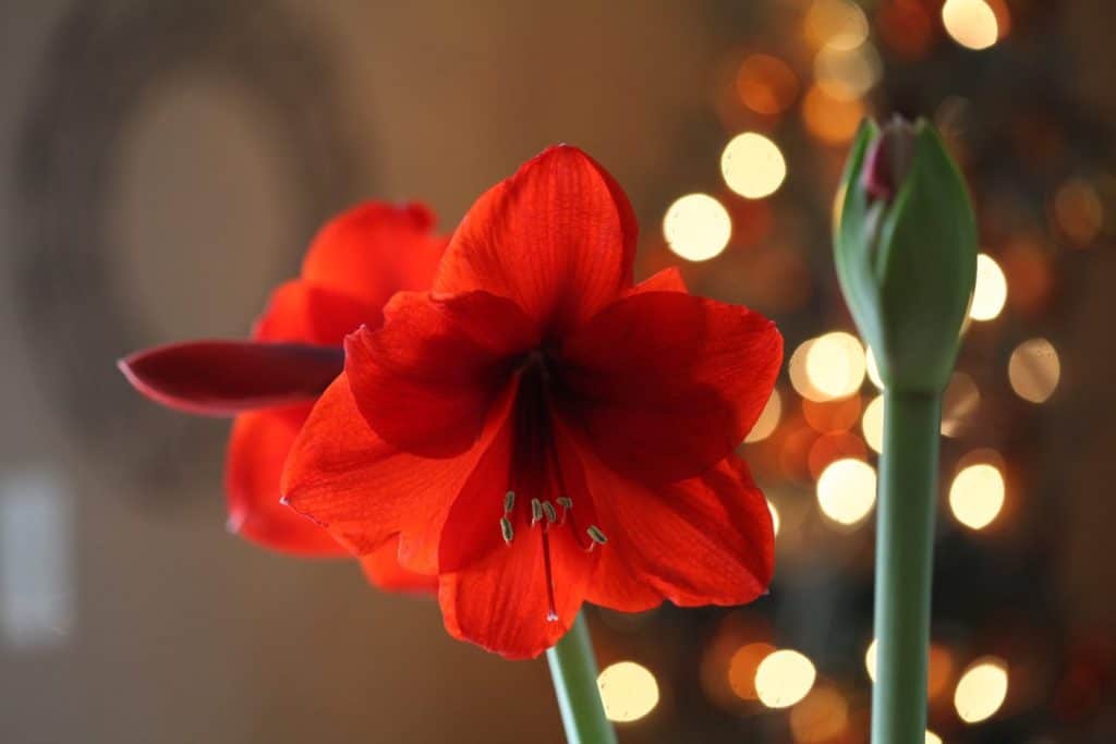 Amaryllis Red Lion blooming for the holidays