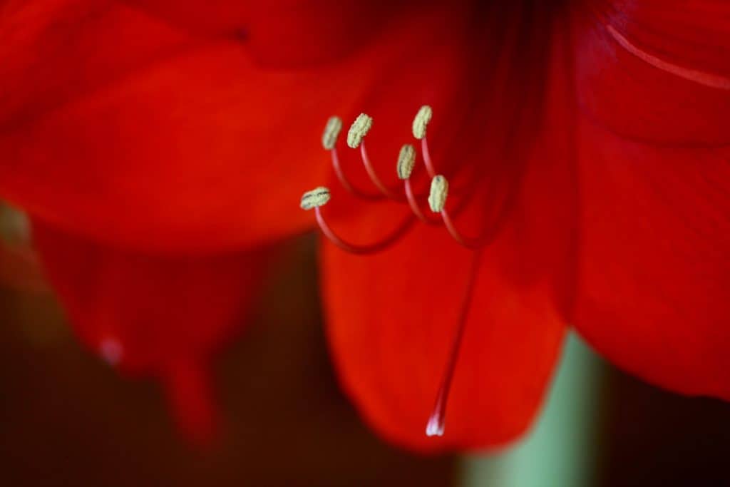 closeup of red Amaryllis bloom with pollen covered anthers