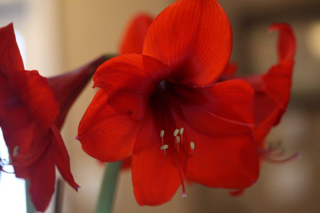 multiple red Amaryllis blooms on one stem against a blurred background