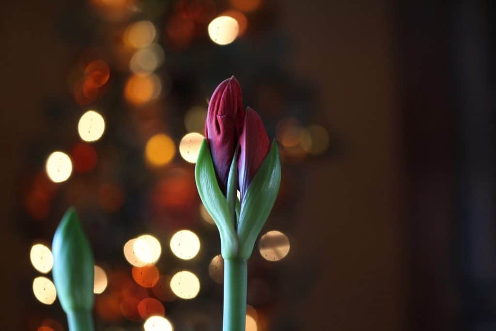 Amaryllis flower buds in front of bokeh lights from the Christmas tree