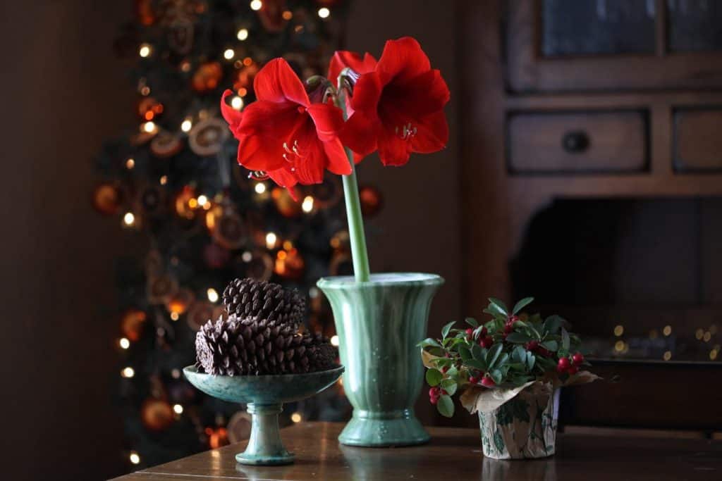 A red flowering Amaryllis stem in a green vase on a wooden table in front of a Christmas tree and surrounded by a wintergreen plant with red berries and a green platter with pine cones