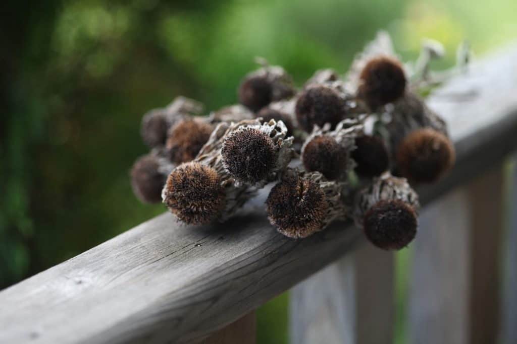 Black Eyed Susan "Chim Chiminee"seed pods or seed heads on a wooden railing