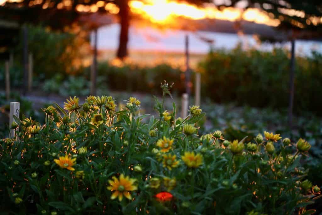 Black Eyed Susan in the garden- Rudbeckia "Prairie Sun", has a green eye