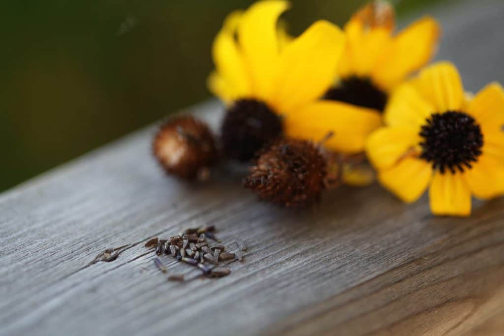 Black Eyed Susan seed heads and seeds on a wooden railing