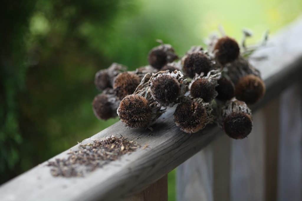 Black Eyed Susan seed heads and seeds with chaff on a wooden railing