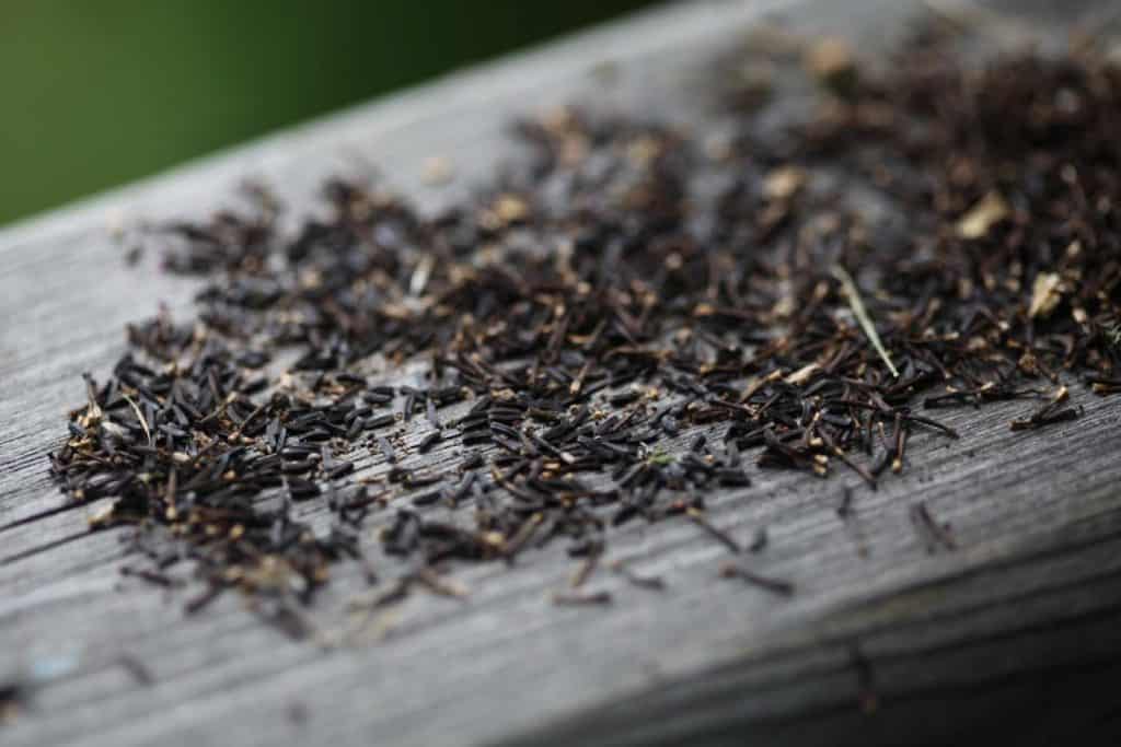 Black Eyed Susan seeds and chaff on a wooden railing, showing how to save Black Eyed Susan seeds