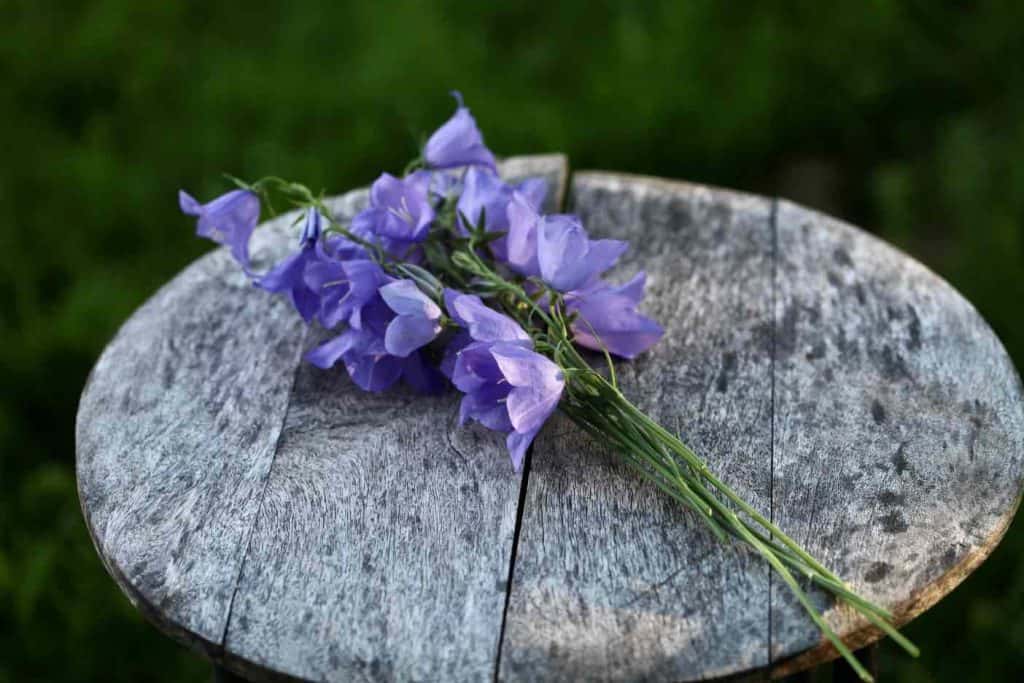 Campanula are popular herbaceous perennials used as cut flowers, laying on a round weathered grey circular wooden table in the garden