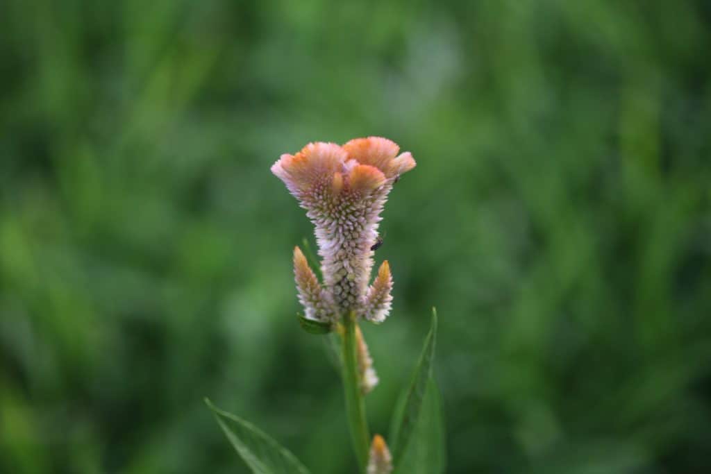 a light orange celosia flower in the garden against a blurred green background