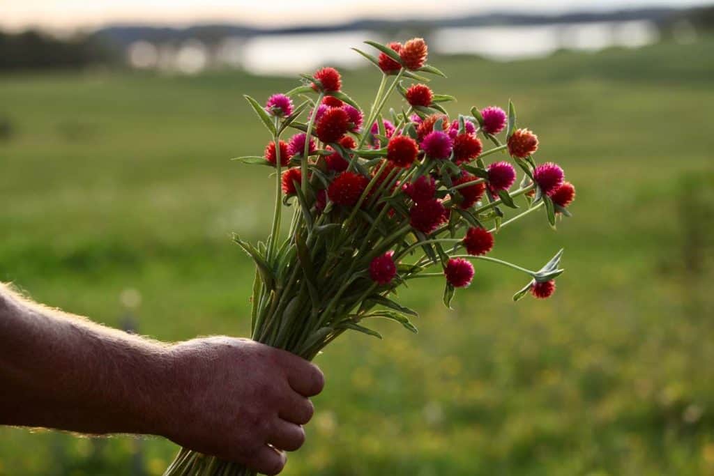 a hand holding a bouquet of Globe amaranth with it's bright red and pink  lollipop shaped blooms, outside against a blurred background of a green field