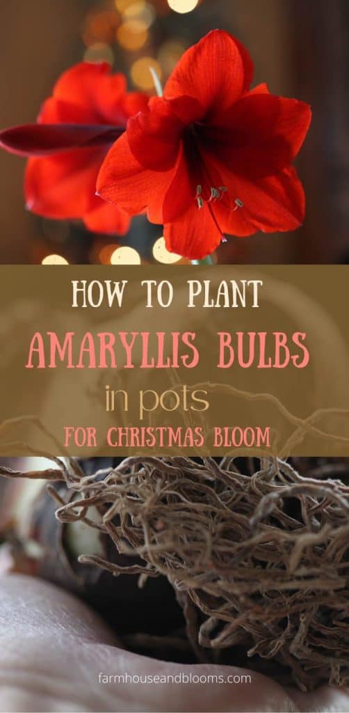 pinterest pin for how to plant Amaryllis bulbs in pots