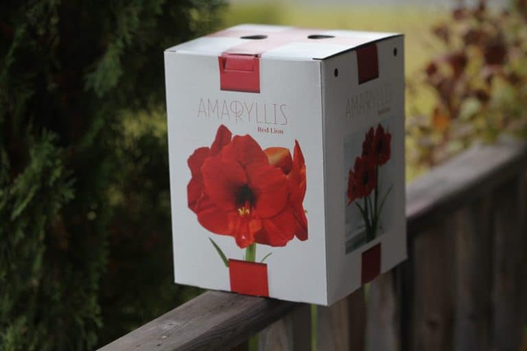 How To Plant Amaryllis Bulbs In Pots For Christmas Bloom Farmhouse