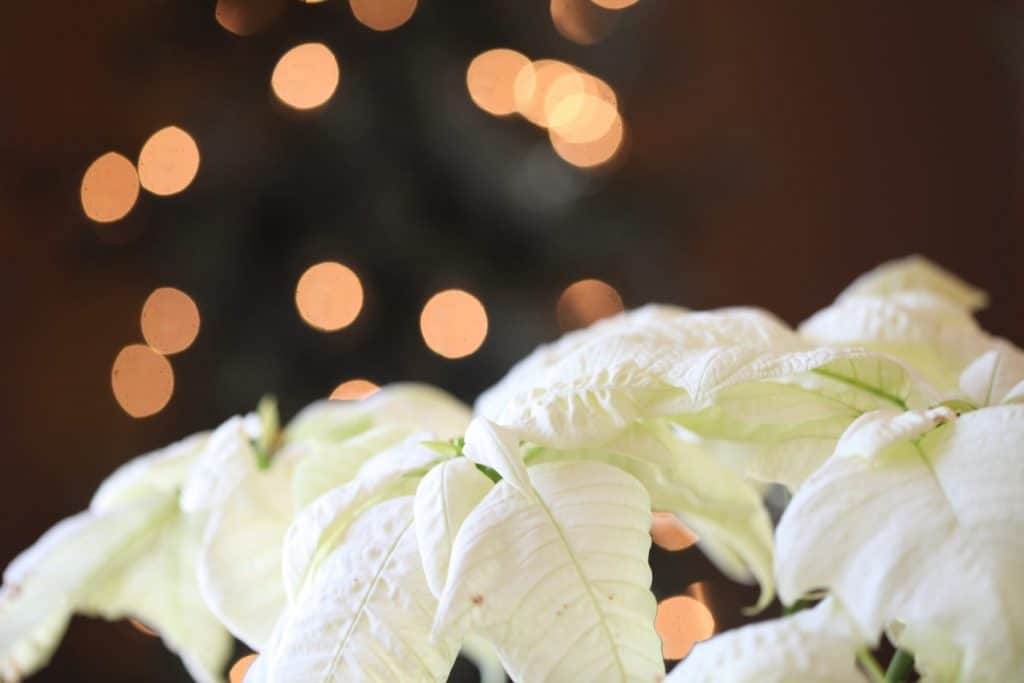 white poinsettia leaves in front of white bokeh lights