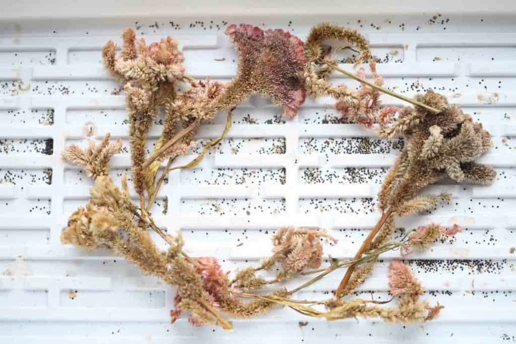 dried celosia flowers and seeds in a white cell tray