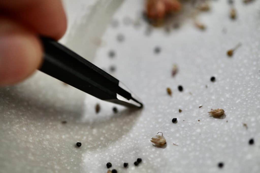a hand using a pair of tweezers to separate the seeds from the chaff
