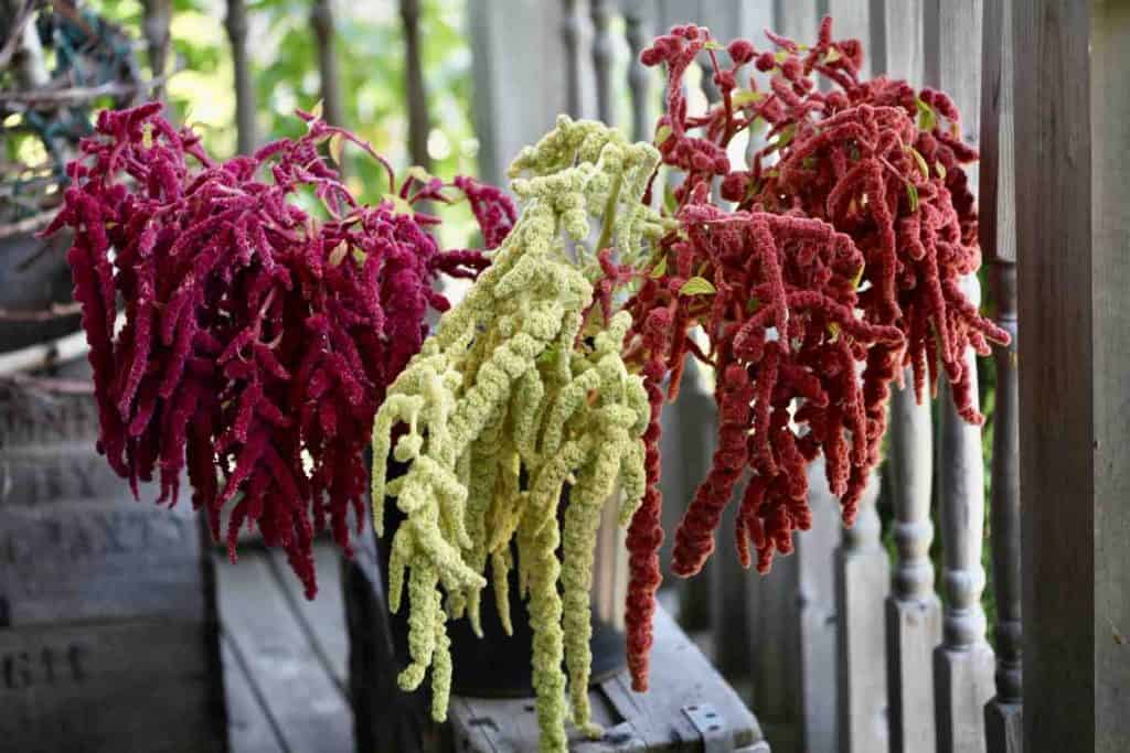 three colours of Love Lies Bleeding Amaranth