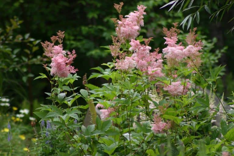 Queen of the Prairie growing in the garden, a popular herbaceous perennial used as a cut flower