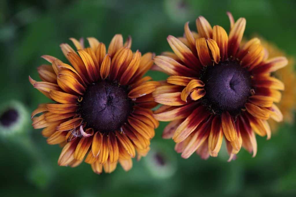 two daisy like orange blooms with large brown centres