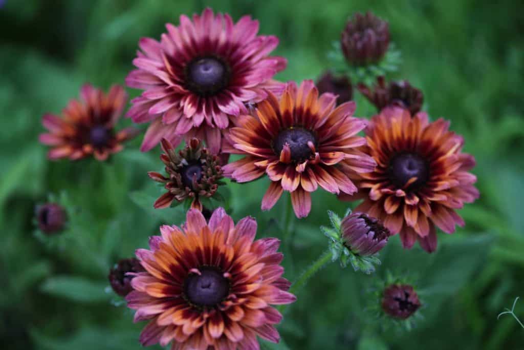 a grouping of pink multicolour daisy like flowers in the garden