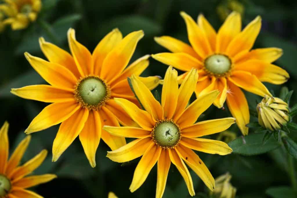  Rudbeckia Prairie Sun flowers, yellow and orange petals with green eyes