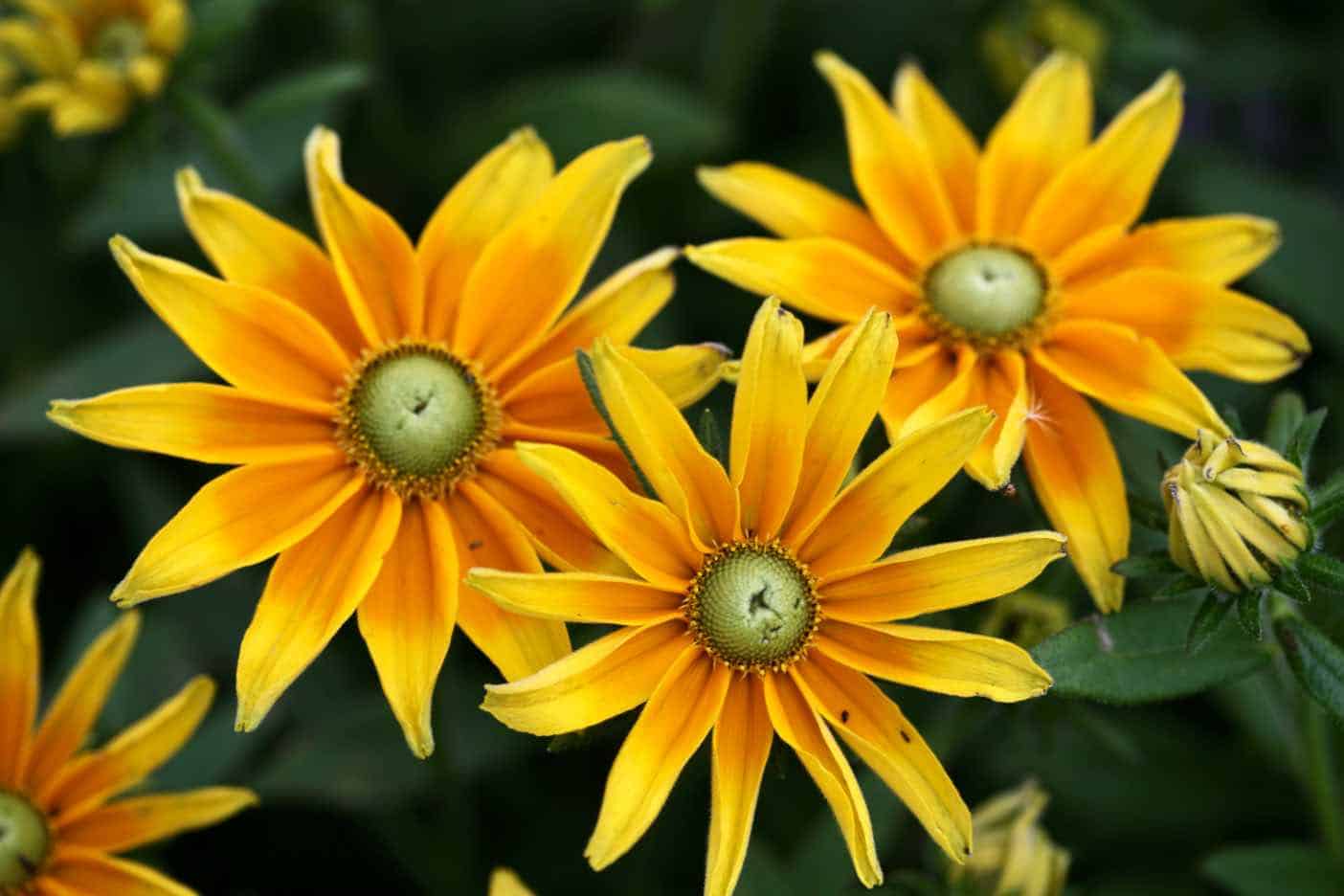 rudbeckia flowers in the garden