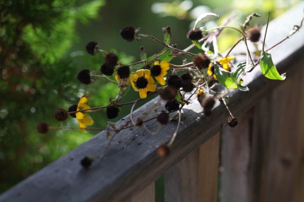 Rudbeckia Triloba with many mature seed pods, and some flowers still blooming in fall, on a wooden railing