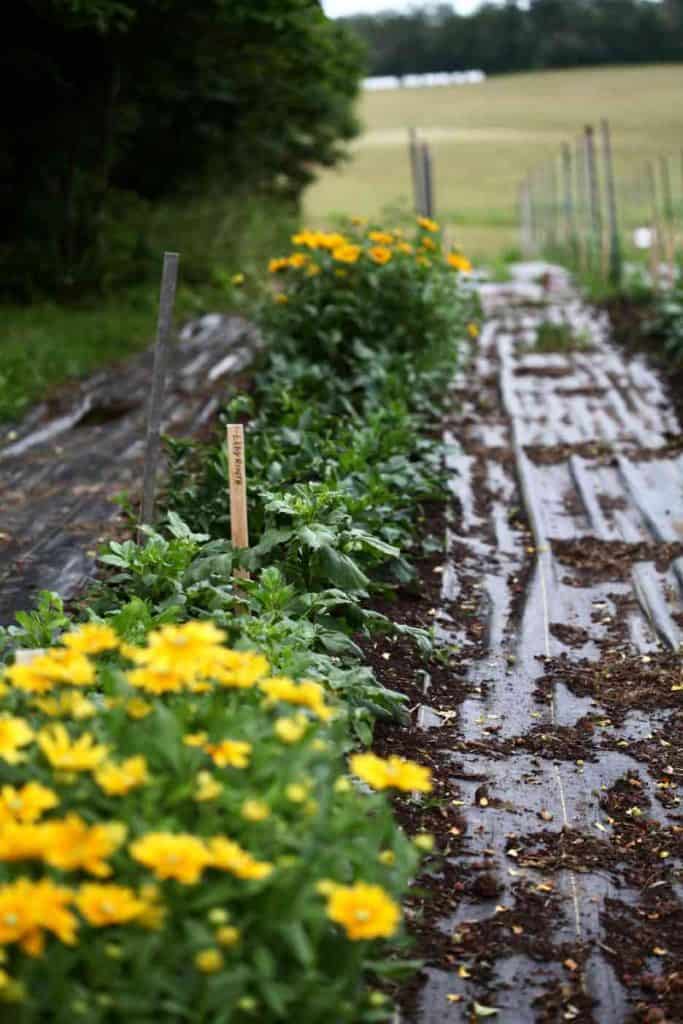 patches of yellow Rudbeckia planted with dahlias in the garden