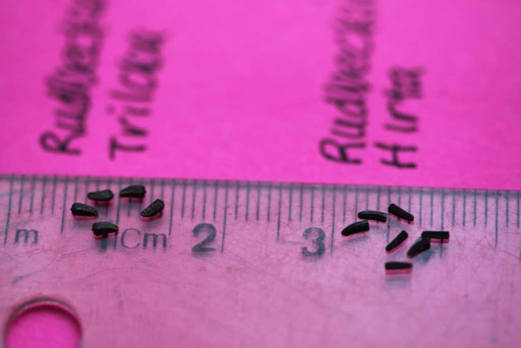 Rudbeckia triloba and Rudbeckia Hirta on a ruler to demonstrate seed size and shape, against a pink background