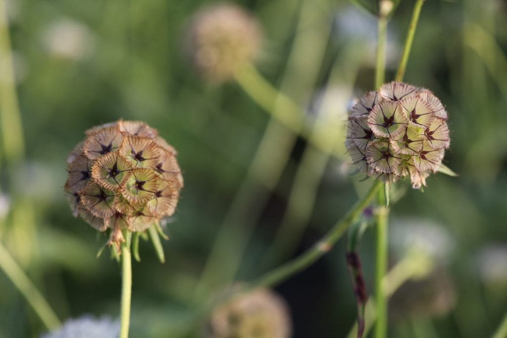 Scabiosa Stellata produces interesting seed pods