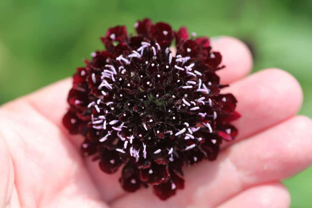 a hand holding Scabiosa atropurpurea Black Knight 