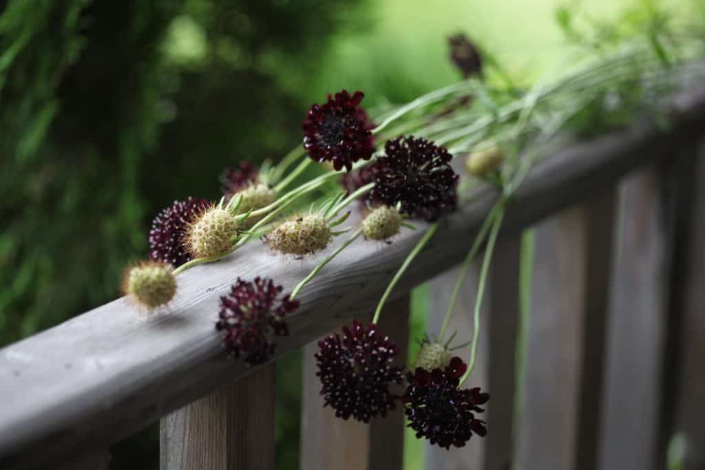 Scabiosa atropurpurea Black Knight in various stages of bloom on a wooden railing