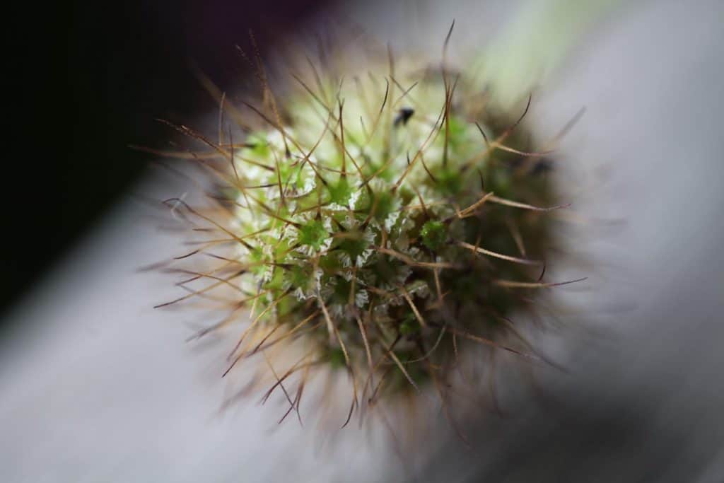 close up of a Scabiosa atropurpurea Black Knight seed pod