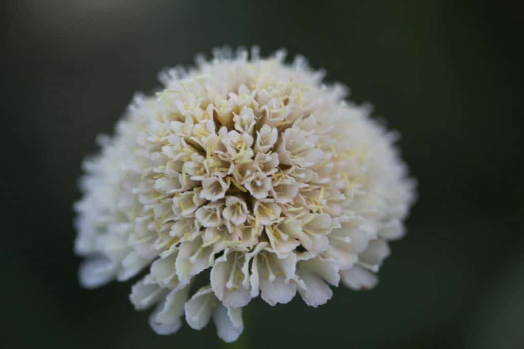 a cream coloured  flower against a blurred green background