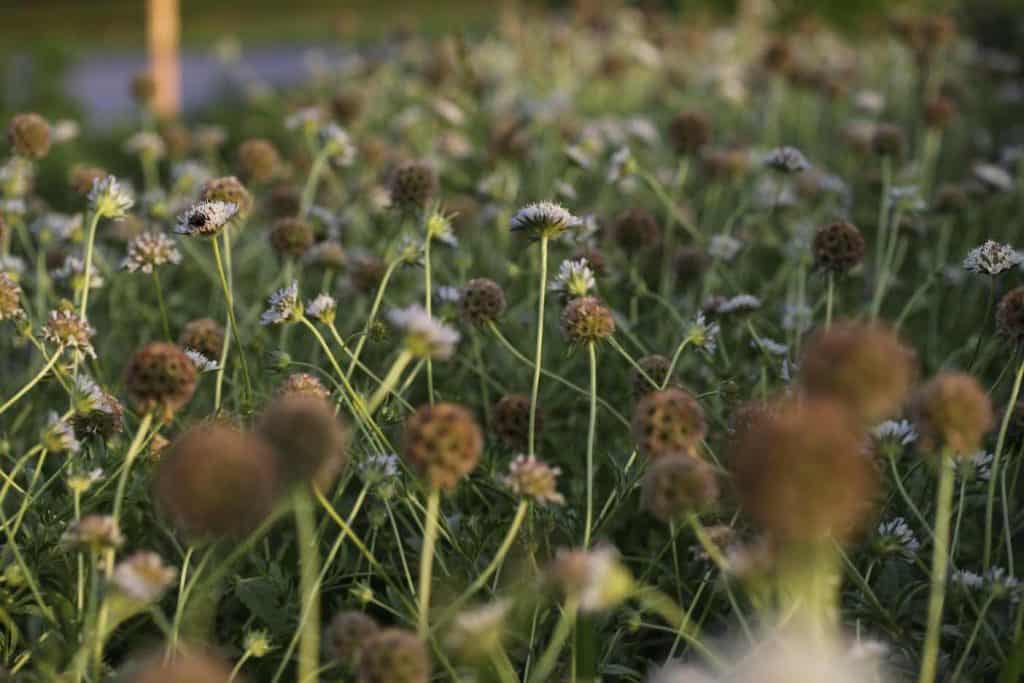 Scabiosa stellata in various stages of bloom and pod formation in the garden