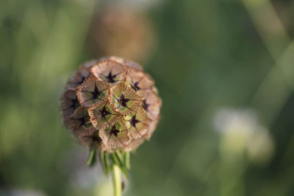 a seed pod close up against a blurred green background