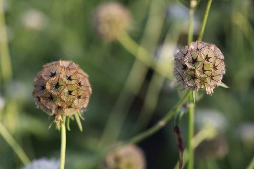 Scabiosa stellata seed pods against a blurred green background