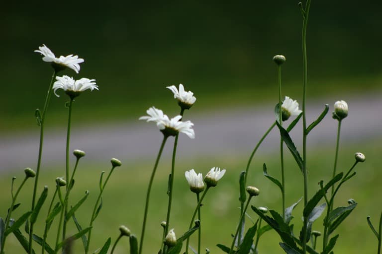 Shasta daisies, a popular herbaceous perennial used as a cut flower, in the garden against a blurred background