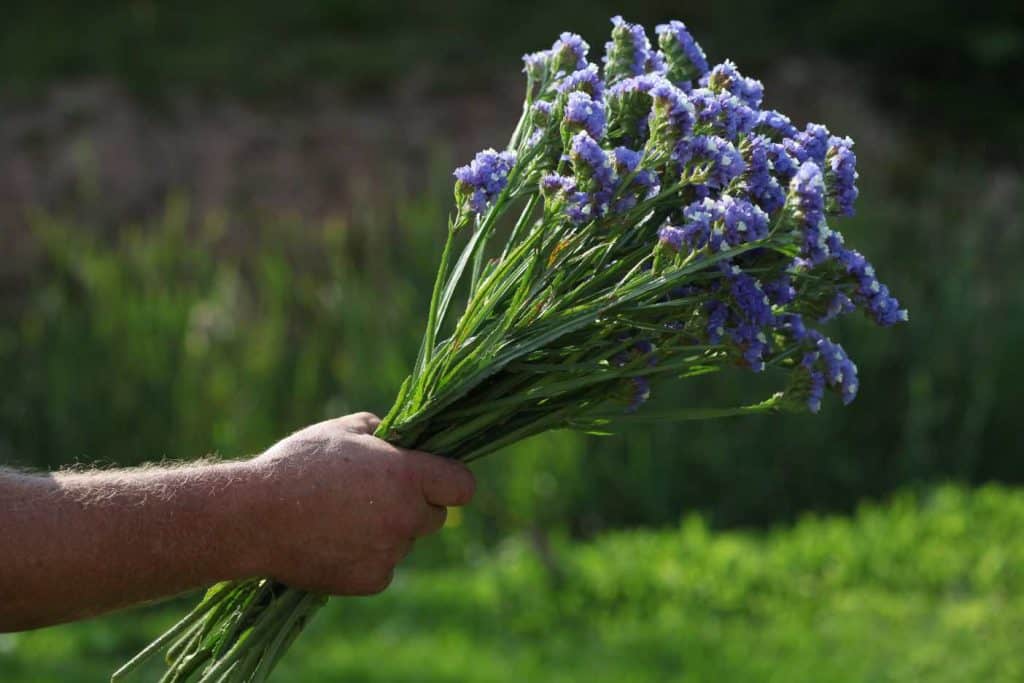 a hand holding a bouquet of purple statice