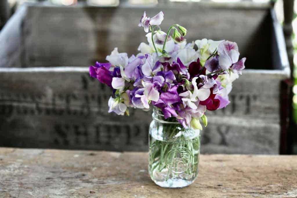 a mason jar with a bouquet of sweet pea flowers on a wooden bench