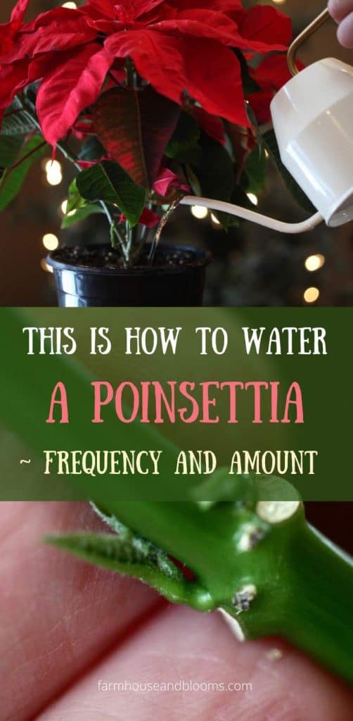 pinterest pin- This Is How To Water A Poinsettia - Frequency And Amount
