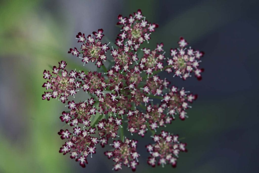 a Chocolate lace flower, Dara bloom