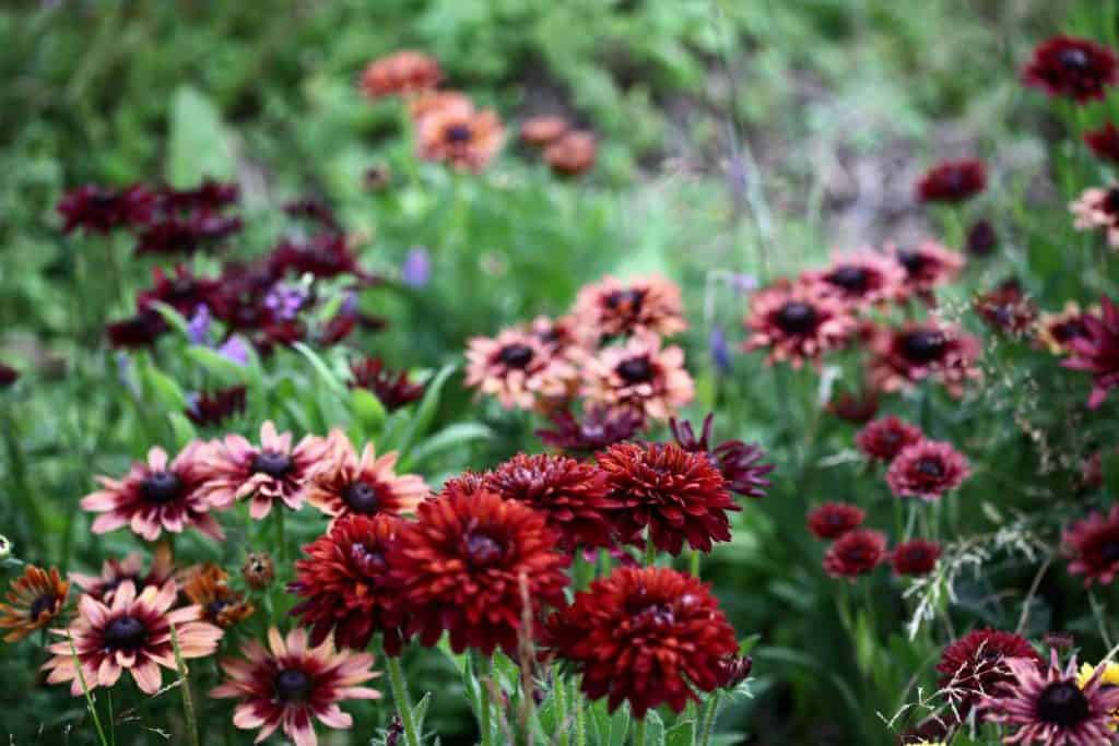 a bed of Rudbeckia, popular herbaceous perennials used as cut flowers