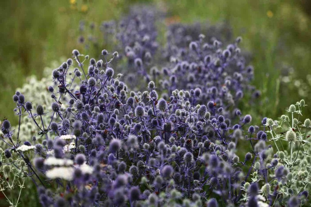 a bed of purple and white Sea Holly flowers are popular herbaceous perennials used as cut flowers