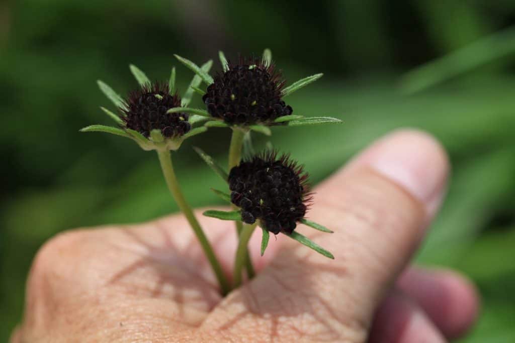 a hand holding a bouquet of pincushion buds