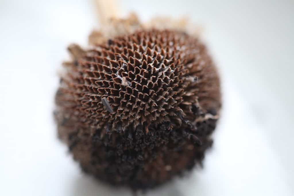 a closeup of the openings on the Rudbeckia seed head in fall, showing how to save Black Eyed Susan seeds