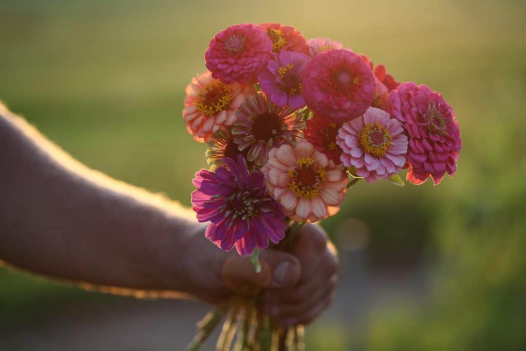 a hand holding a bouquet of pink and orange zinnias, some of the best annual flowers for cutting