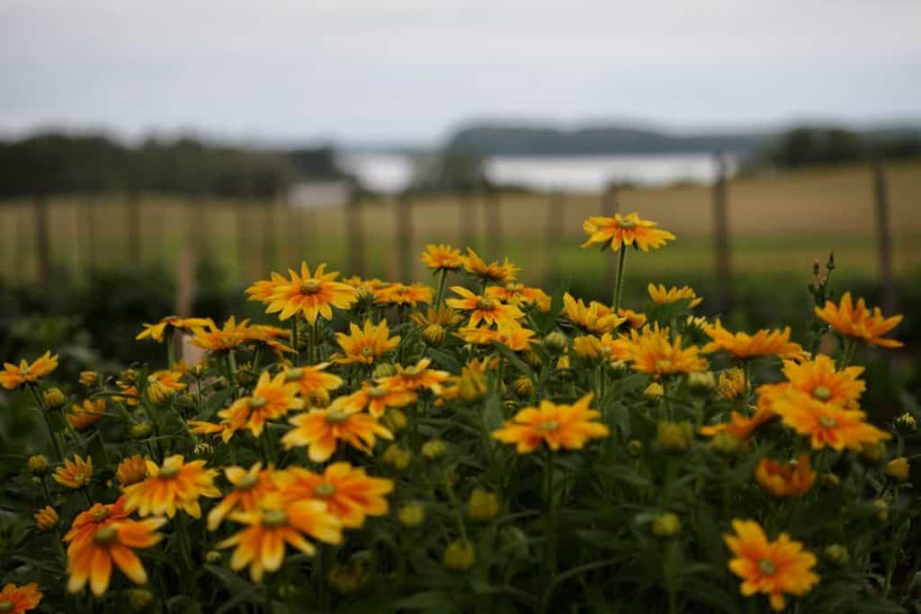 a large patch of Rudbeckia Prairie Sun in the garden