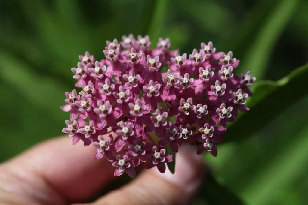 a hand holding a pink milkweed bloom in the garden