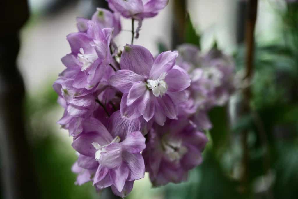 a pink Delphinium bloom, a popular herbaceous perennial used as a cut flower,  against a blurred background