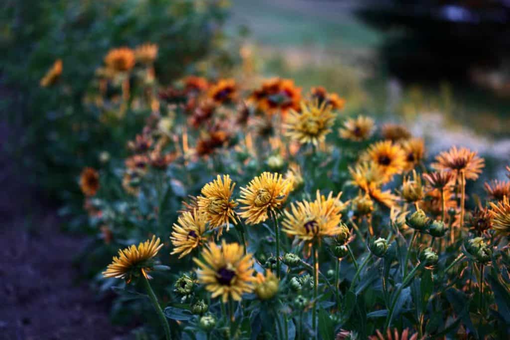 a row of Black Eyed Susans with Chim Chiminee in the foreground